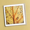 Autumn Leaf Greeting Card - Tasmanian Handmade Nature Photography - Myrtle and Me