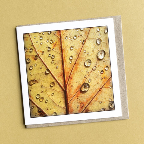 Autumn Leaf Greeting Card - Tasmanian Handmade Nature Photography - Myrtle and Me