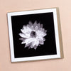Everlasting Daisy - Tasmanian Nature Photography - Greeting Card