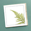 Tasmanian Fern Greeting Card - Australian Nature Photography